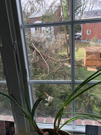 Fallen tree in Tim's yard
